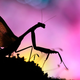 Illustration for article titled Can You Believe These Insect Fantasyland Photos Were Shot On Someone's Kitchen Table?